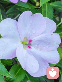 花盛开的地方，不是因为花开的很美，而是因为你懂得欣赏