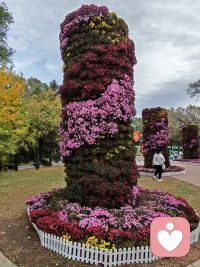 欲买桂花同载舟，
终不似，少年游。
原来世间很多风景，
再复刻一遍，
也少了当初那份心动