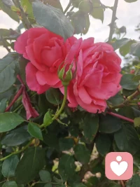 很多时候，抓住不放，就是痛苦的根源💖