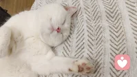 是咪咪呀