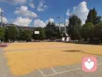 今天心情很沉重！在这秋收的季节，听到了又一位17岁的孩子因为被父亲摔手机后决然的跳了，美好生命嘎然而止。虽然现实残酷，但是我始终相信，我曾经帮助过的那些家庭的孩子和正在帮助的这些家庭的孩子能健康成长，也希望家长也能快速成长。