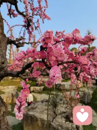 古人讲“梅花香自苦寒来”，不是说苦难本身值得感谢，而是人在低谷历经磨砺之后，内心会生出更坚韧的力量。当下的痛苦是真实的，不必强迫自己立刻振作，允许自己熬过这段寒冬，慢慢等待属于你的绽放。我会陪你走过这段难熬的当下。