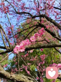 梅花要经历冷霜风雪，才会开出花朵。人生也是一样，磨难不一定是为了惩罚我们。现在的难受、挣扎，都是你正在经历的寒冬。不用急于立刻走出困境，我们可以慢慢等，像梅花一样，守住自己，静待时机。