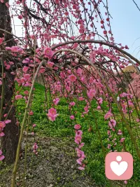 垂枝寒梅，枝垂而花不败。心中憎怜交织，不必强求解脱，允许情绪安放，自有从容之时。