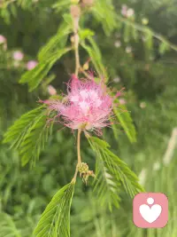 平台好友给我拍的美丽的小花，感恩遇到！送给同频的人～