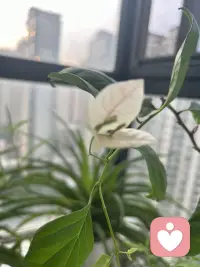 清晨一缕阳光透过窗户照进来在桌面的书上，书墨飘香和知识流转在阳光下跳跃舞动。