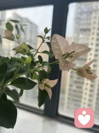 清晨一缕阳光透过窗户照进来在桌面的书上，书墨飘香和知识流转在阳光下跳跃舞动。