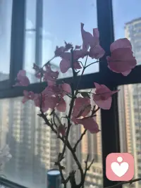 清晨一缕阳光透过窗户照进来在桌面的书上，书墨飘香和知识流转在阳光下跳跃舞动。