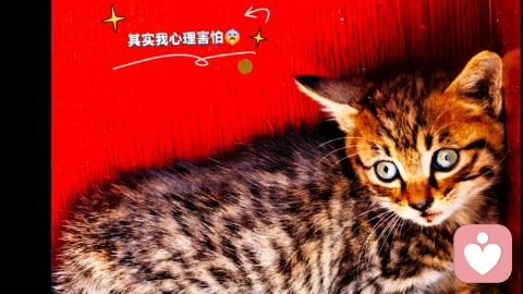 妈妈的焦虑，常常藏在一次不理想的表现里