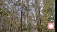 身处泥泞，遥看满山花开