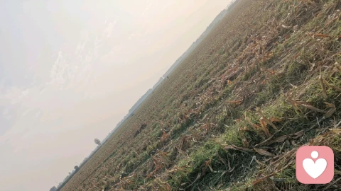 清水芙蓉，纯然初心
