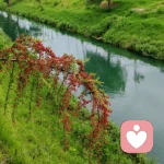 茉莉老师的头像