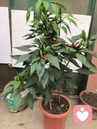 心情有点乱糟糟，
很多事，到最后不过是释然。
不必强求所有人理解，自己心安就够。
愿往后，少点内耗，多点欢喜🌿