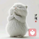 青归。的头像