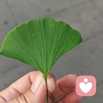安然倾听的头像