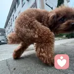 chinamii的头像