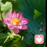朝露纸鹤🎐的头像