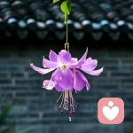 昭如安澜的头像