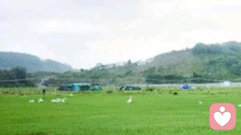 为什么我们懂得无数道理,却依然困在情绪里