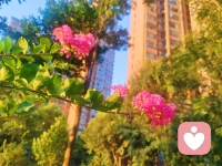 随手拍下的这束光里的花，即使在喧嚣的钢筋水泥里，只要有光，它就能安静而坚定地绽放。