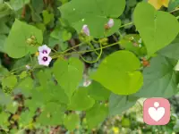心有强大，静待花开。早安，每一个正在默默努力的灵魂。