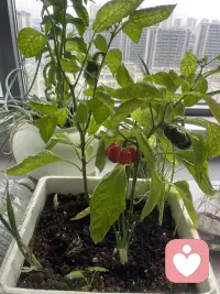 真正的心理成熟，不是做到事事完美，而是能够接纳完整的自己。
接纳脆弱，接纳失误，接纳人生本来就有缺憾。