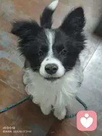 感谢我的狗狗，我每天给他的不过是些物质食粮，而它每天为我提供的却是情绪价值这宝贵的精神食粮。