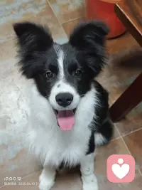 感谢我的狗狗，我每天给他的不过是些物质食粮，而它每天为我提供的却是情绪价值这宝贵的精神食粮。