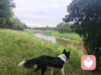 感谢我的狗狗，我每天给他的不过是些物质食粮，而它每天为我提供的却是情绪价值这宝贵的精神食粮。