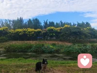感谢我的狗狗，我每天给他的不过是些物质食粮，而它每天为我提供的却是情绪价值这宝贵的精神食粮。