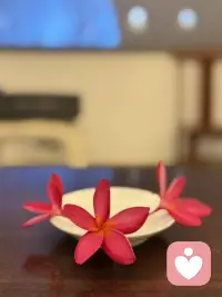 蛋花的花语是希望、复活、新生，在巴厘岛，它的花语则是平凡的爱。
鸡蛋花的花蕾很像鸡蛋，而鸡蛋是可以孕育出新生命的，因此它的花语为孕育希望、新生，可以送给低谷期的朋友。
