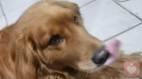 东北张姐倾听者