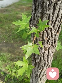 当一个孩子不懂得感恩时，可能你会想尽办法教会孩子感恩，
或是语言提醒，或是亲身示范……
其实感恩不是教出来的，而是体验出来的。
你给予的时机和方式都有着重要影响