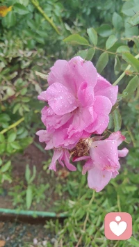 一花一世界，一叶一菩提
花开终有时……
愿君一路生花，繁花似锦～