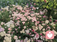 一花一世界，一叶一菩提
花开终有时……
愿君一路生花，繁花似锦～