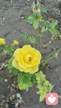一花一世界，一叶一菩提
花开终有时……
愿君一路生花，繁花似锦～
