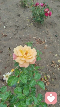 一花一世界，一叶一菩提
花开终有时……
愿君一路生花，繁花似锦～