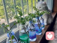 很多痛苦，并不是事情本身有多难，而是心事无人可说。