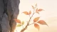 毁掉成年人的，从来不是苦难，而是你的“执念思维”