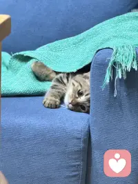 我带着一只可爱的小猫倾听你的故事