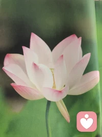 如果自己照顾不好自己，别人也无法照顾你❤