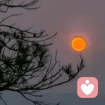 揽月品清欢的头像