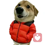 Tang同志的头像