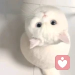 春圆的头像