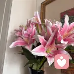听雨观月🐚的头像