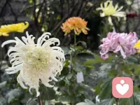 菊花，在大家心中是什么样的花呢？
在你的家里，愿意摆放菊花吗？
说起菊花，大家第一想到的是啥？