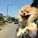 元氣少女八嘎醬