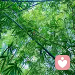 会过去的的头像