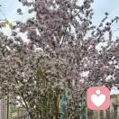 醒酒茶解的頭像