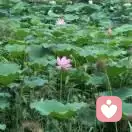 明天会更好的头像